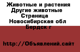 Животные и растения Другие животные - Страница 2 . Новосибирская обл.,Бердск г.